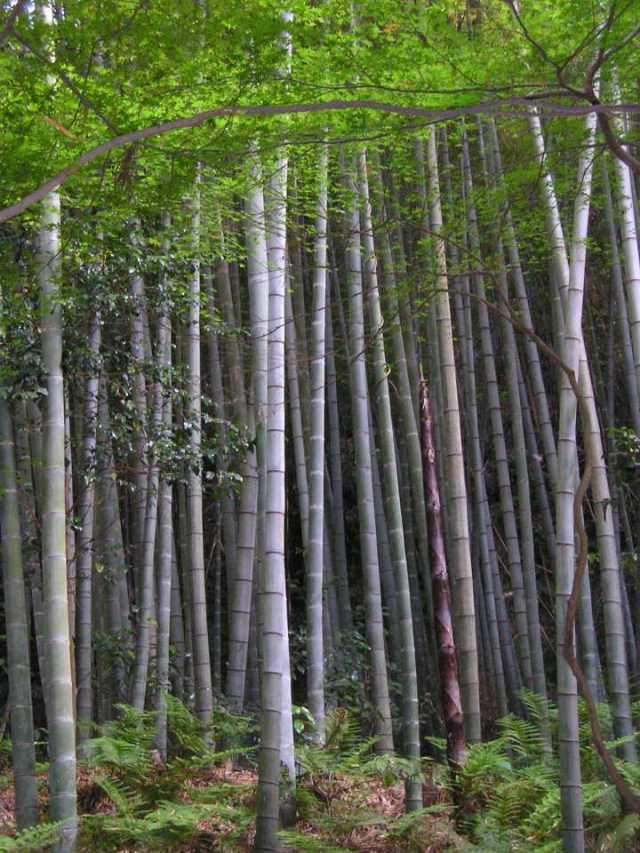 Helecho y bambú.jpg
